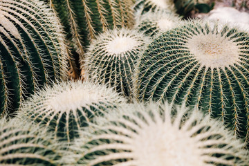 Large group of large cacti Echinocactus grusonii, Golden Barrel Cactus, Golden Ball Cactus
