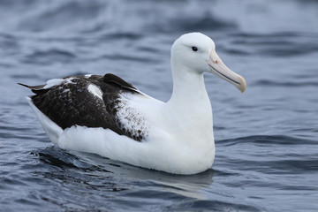 Southern Royal Albatross, Diomedea epomophora