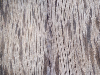Surface of old wood texture. Vintage timber texture background