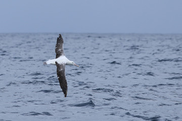 Naklejka premium Southern Royal Albatross, Diomedea epomophora, in flight