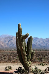 Kaktus in Salta, Argentinien