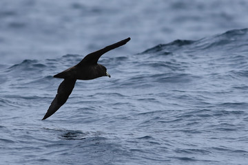 Westland Petrel, Procellaria westlandica, flying