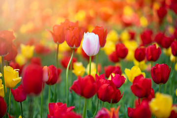 tulip flower in the garden