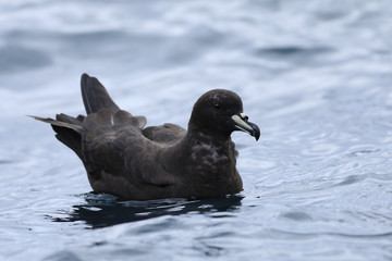 Westland Petrel, Procellaria westlandica, at sea