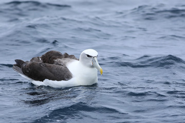 White-capped Albatross, Thalassarche steadi, at sea
