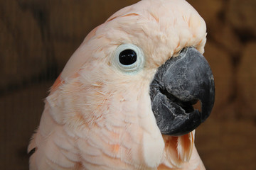 Pink cockatoo 