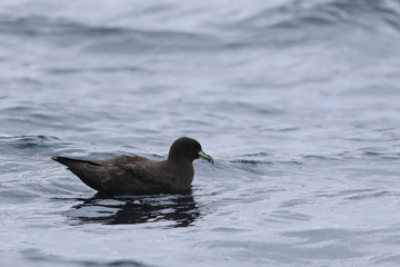 White-chinned Petrel, Procellaria aequinoctialis, on ocean