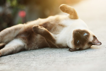 Cute Siamese cat enjoy and sleep on concrete floor with natural in garden