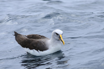 Buller's Albatross, Thalassarche bulleri, on sea