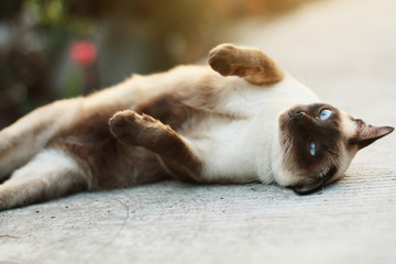 Naklejka na ściany i meble Cute Siamese cat enjoy and sleep on concrete floor with natural in garden