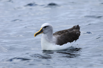 Buller's Albatross, Thalassarche bulleri, on water