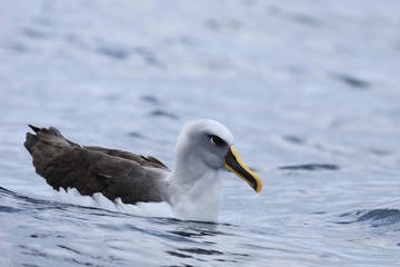 Buller's Albatross, Thalassarche bulleri, relaxing