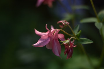 Fototapeta premium Blühende Akelei (Aquilegia)