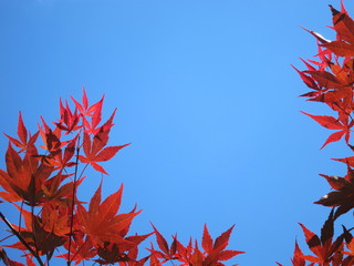 Beautiful red Japanese maple leaves, summer blue sky and room for text