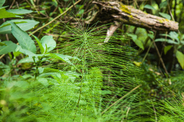 Nature Salto Do Prego trailhead at Faial Da Terra, Sao Miguel, Azores