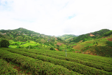 Tea Plantation in sunrise on the mountain and forest is very beautiful view in Chiangrai Province, Thailand.