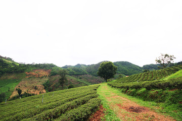 Tea Plantation in sunrise on the mountain and forest is very beautiful view in Chiangrai Province, Thailand.