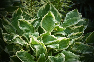 Funkie (Hosta)