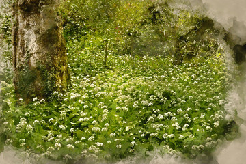 Digital watercolor painting of Spring landscape image of wild garlic growing in lush green forest