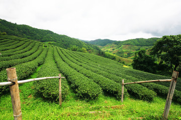 Tea Plantation in sunrise on the mountain and forest in rain season is very beautiful view in Chiangrai Province, Thailand.