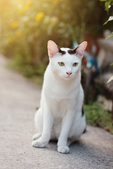 Naklejka na ściany i meble White cat enjoy in the garden