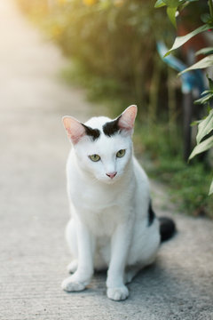 White cat enjoy in the garden