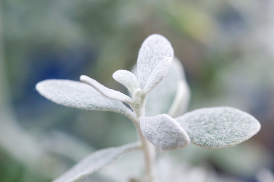 Olearia axillaris