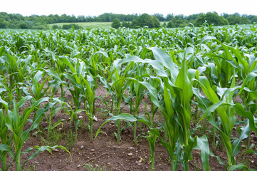 Field of cultivated corn. Grown corn stalks agricultural.