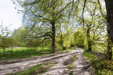 Fototapeta na wymiar Forest Trail. A road in the woods. A forest alley. Old beautiful trees.