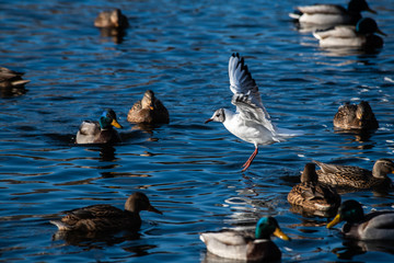 Big white seagull on lake winter nature wild