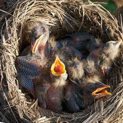 Naklejka premium Hungry newborn thrush's chicks are opening their mouths asking for food from their parents lying in the nest located on the pine tree. View from above
