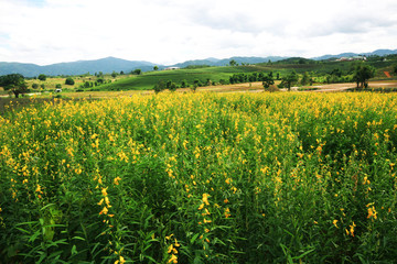 Fototapeta na wymiar Beautiful yellow Sun hemp flowers or Crotalaria juncea farm on the mountain in Thailand.A type of legume.