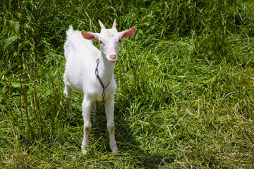 Goat on meadow at Faial Da Terra, Sao Miguel, Azores