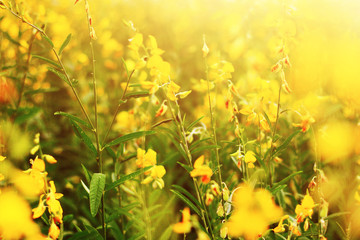 Beautiful yellow Sun hemp flowers or Crotalaria juncea farm in beautiful sunlight on the mountain in Thailand.A type of legume.