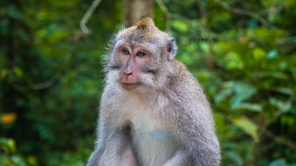 Naklejka na ściany i meble Monkey Forest in Bali Island 