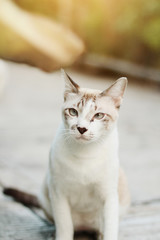 Grey striped cat enjoy with beautiful flowers in garden