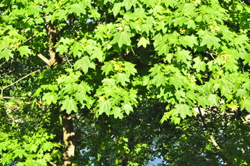 green leaves of a tree