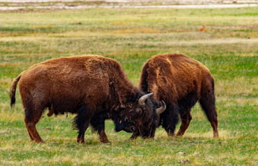Bison Tussle in Yellowstone National Park