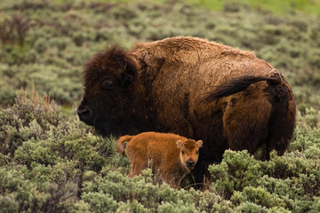 Bison and calf in Lamar Valley, Yellowstone NP