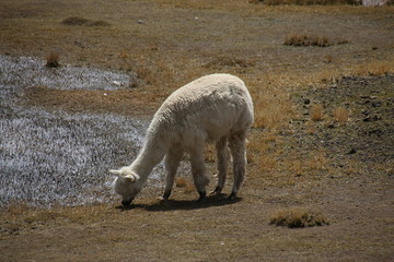 Alpaka, Peru