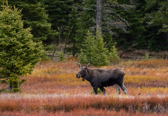 Moose in Yellowtone National Park