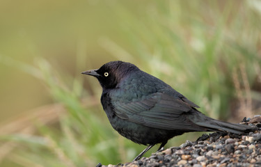 Rusty Blackbird