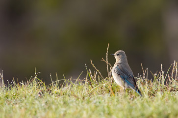 Mountain Bluebird in Yellowstone National Park