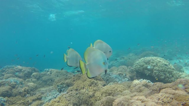 School of Circular Spadefish (Batfish) on coral reef 