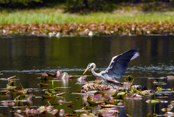 Great Blue heron in Grand Teton National Park