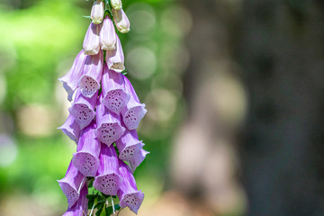flowering foxglove in the taunus forest, germany © Alexander