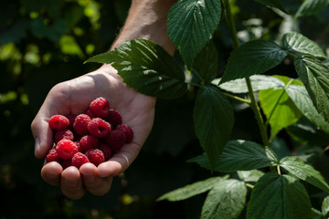 A handful of raspberries