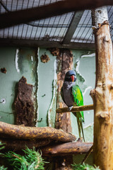 Red beak parrot sitting on branch, green color
