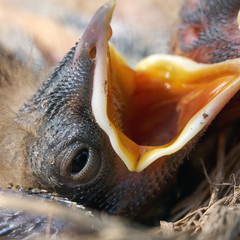 Macro photo of a head of a hungry newborn thrush's chick with opened mouth which is asking for food from his parents