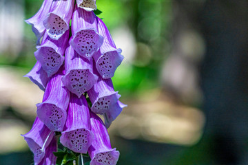 flowering foxglove in the taunus forest, germany